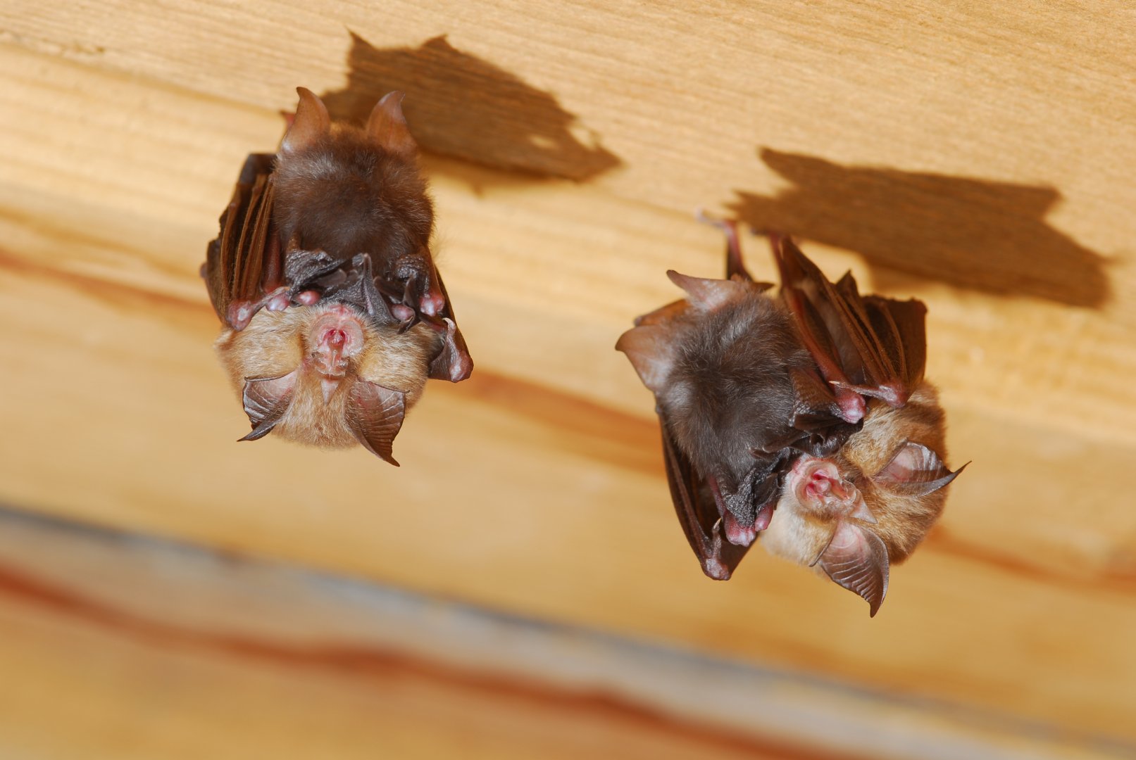 Kleine Hufeisennase (Foto: Anton Vorauer)